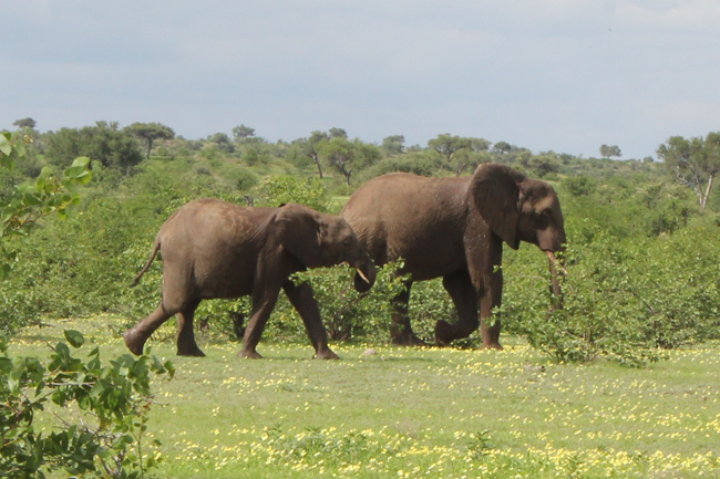 elephants