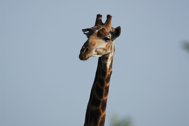 giraffe giraffe
