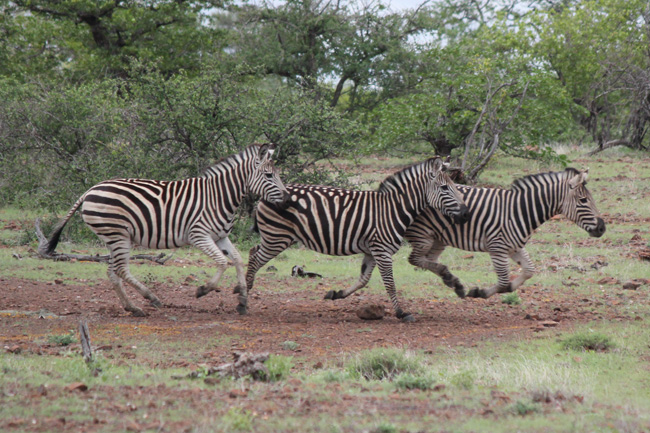 zebras
