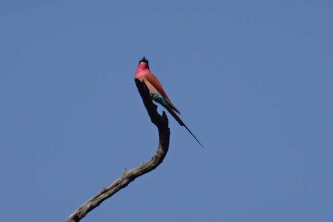 bird bird